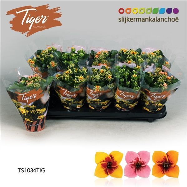 Горшечные цветы и растения оптом Kalanchoe Tiger Mix от 10шт из Голландии с доставкой по России