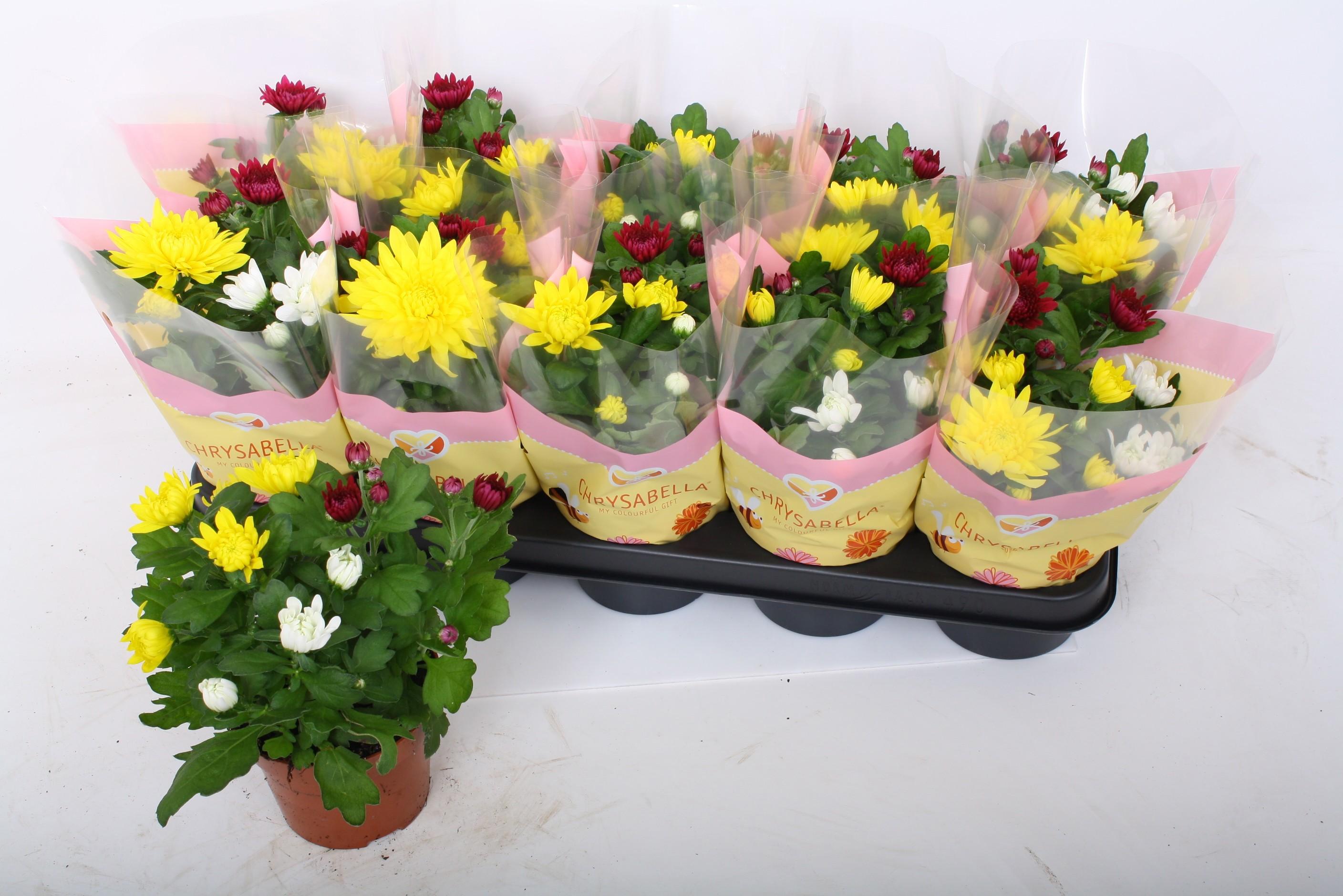 Горшечные цветы и растения оптом Chrys Gem In Pot от 10шт из Голландии с доставкой по России Горшечные цветы и растения оптом Chrys Gem In Pot от 10шт из Голландии с доставкой по России