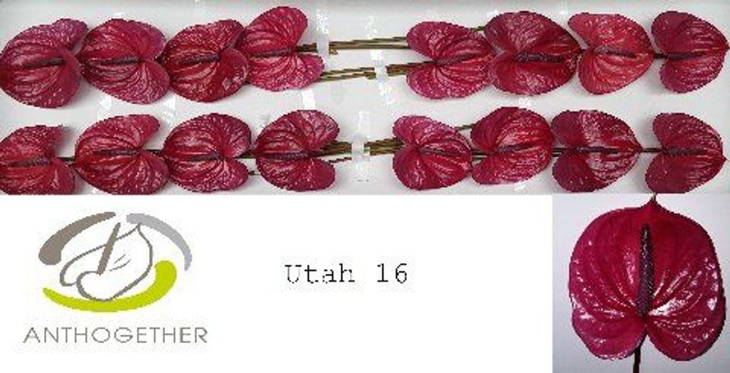 Срезанные цветы оптом Anthurium utah от 16шт из Голландии с доставкой по России