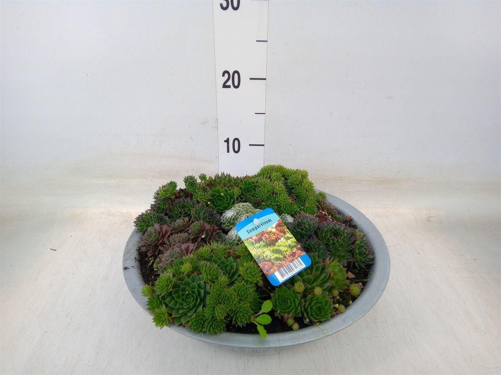 Горшечные цветы и растения оптом Sempervivum   ... от 1шт из Голландии с доставкой по России