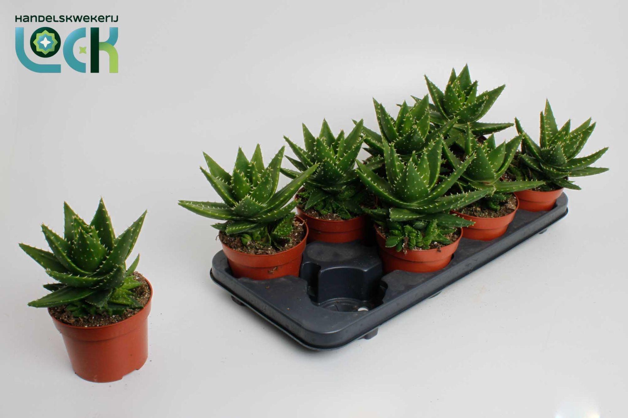 Горшечные цветы и растения оптом Aloe Mitriformis (perfoliata) от 6шт из Голландии с доставкой по России