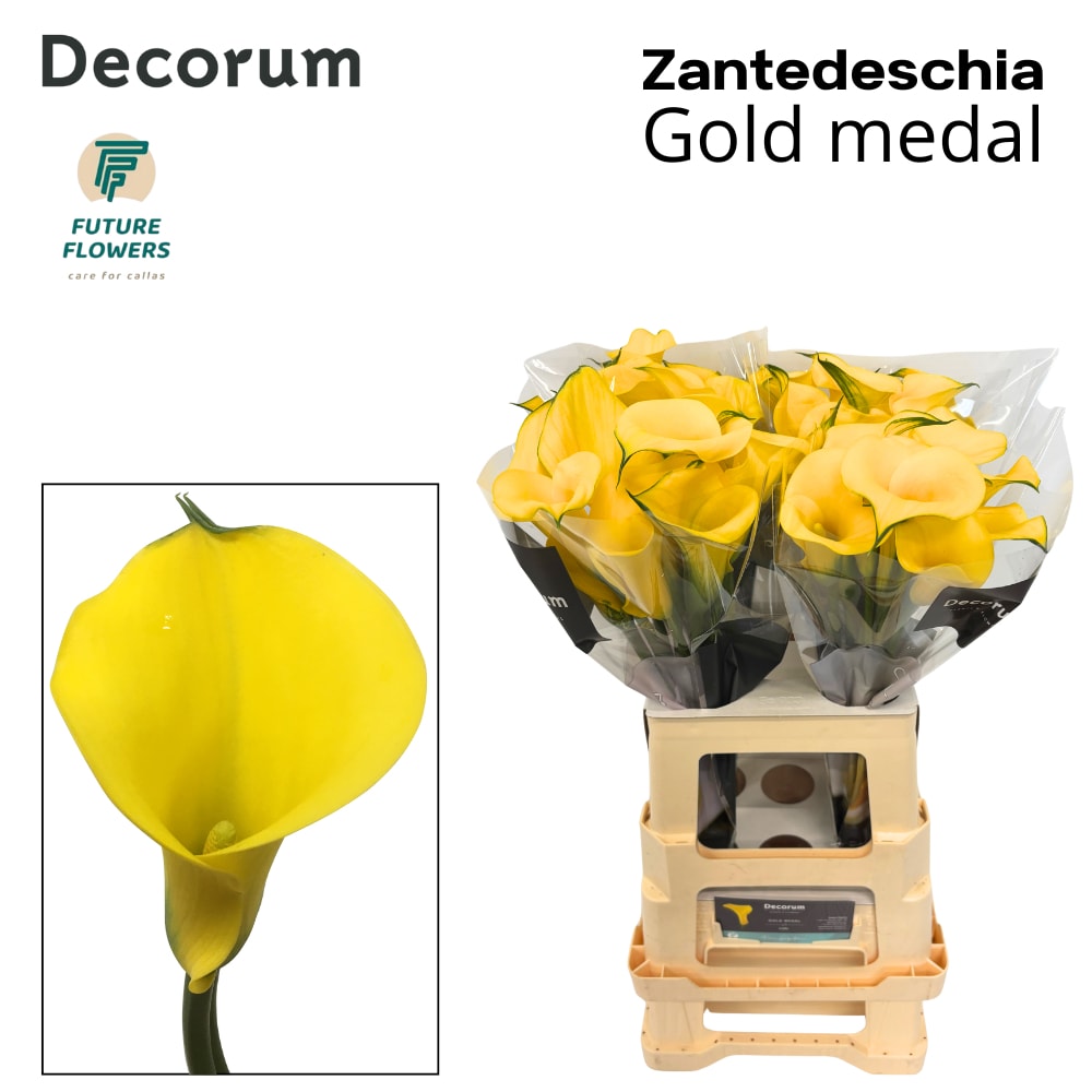 Срезанные цветы оптом Zantedeschia gold medal от 40шт из Голландии с доставкой по России