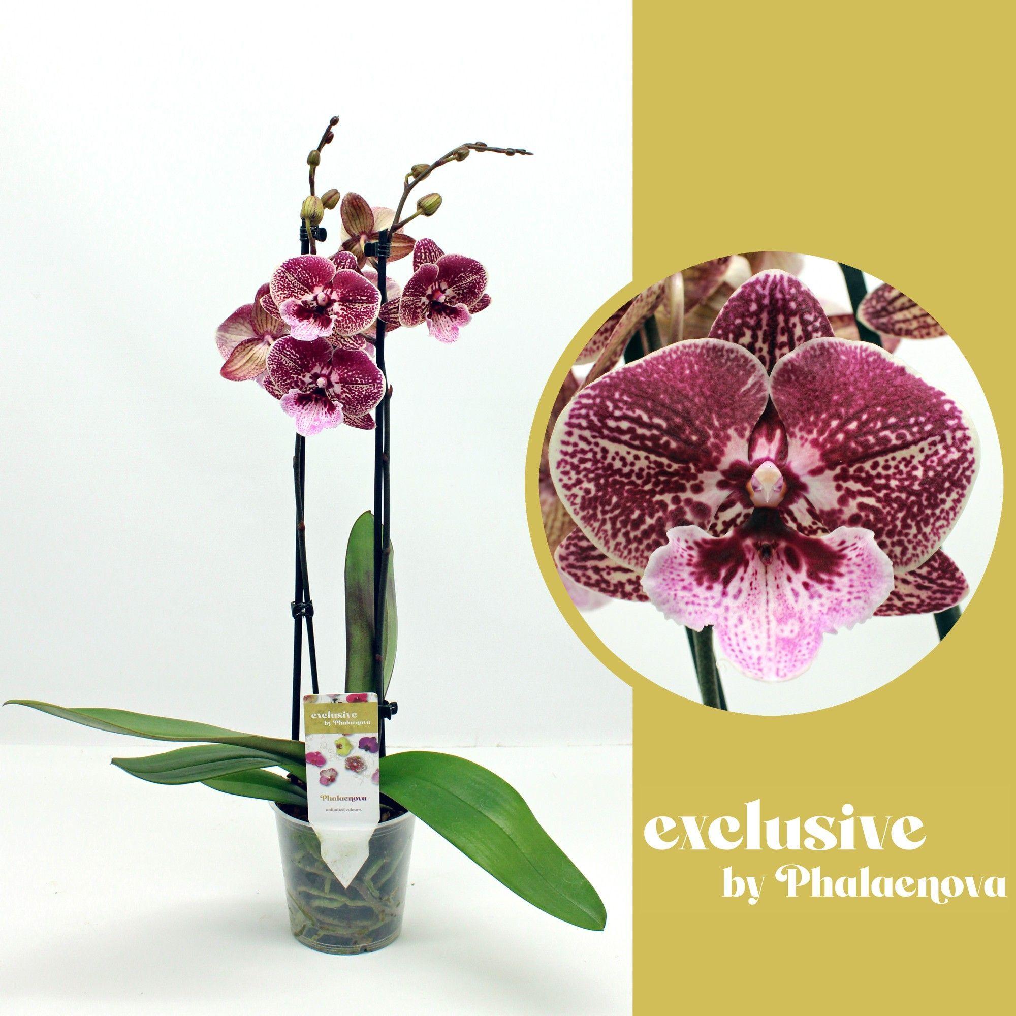 Горшечные цветы и растения оптом Phal 2st Ingrid (phalaenova) от 10шт из Голландии с доставкой по России