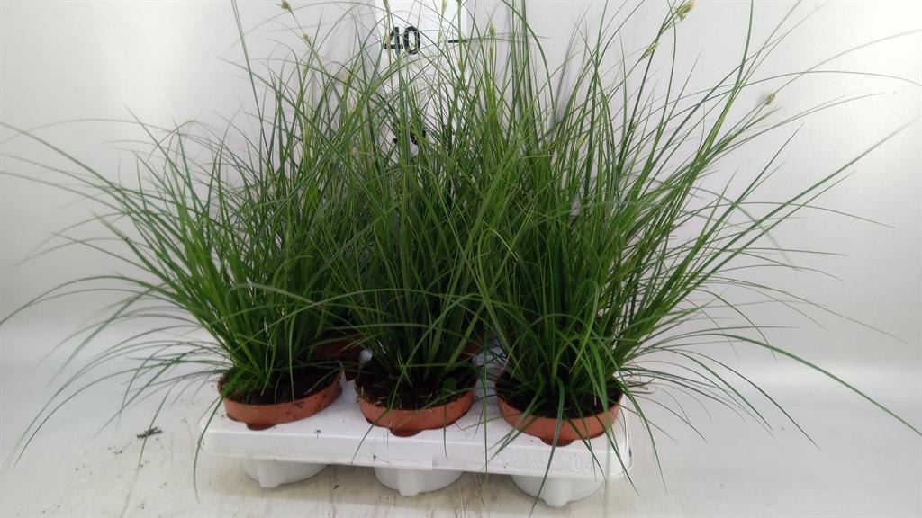 Горшечные цветы и растения оптом Carex Brunnea от 6шт из Голландии с доставкой по России