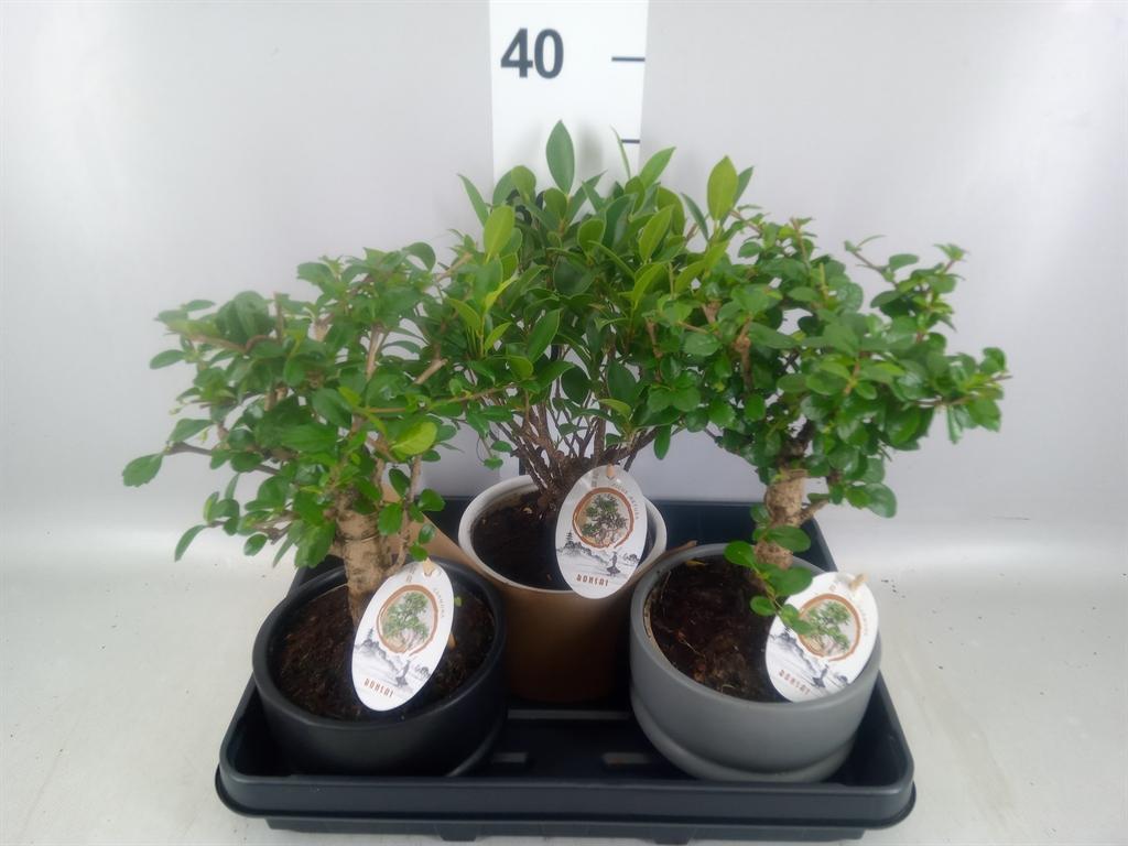 Горшечные цветы и растения оптом Bonsai ...mix от 3шт из Голландии с доставкой по России