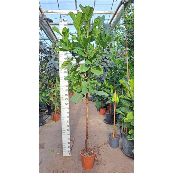 Горшечные цветы и растения оптом Ficus Lyrata On Stem от 1шт из Голландии с доставкой по России