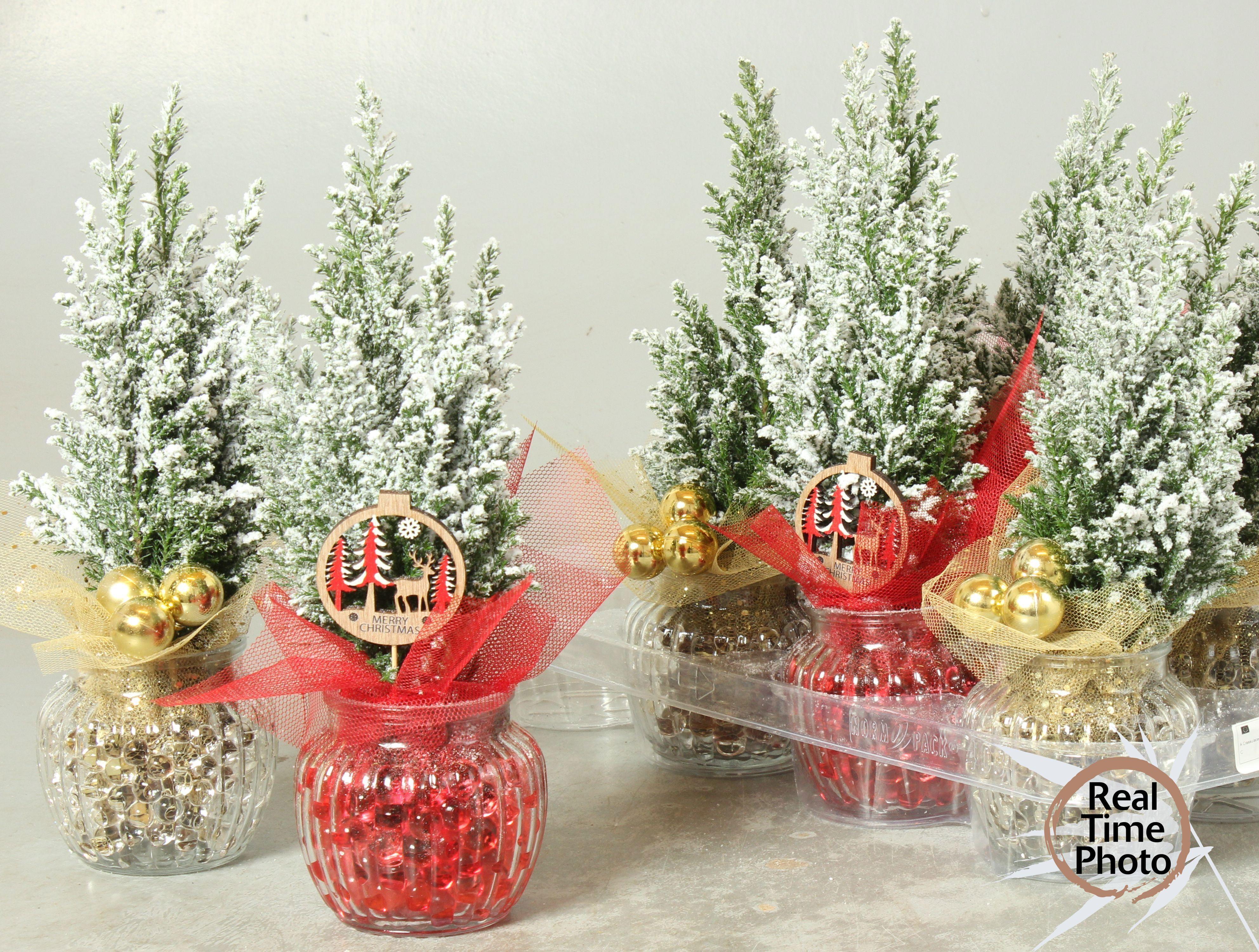 Горшечные цветы и растения оптом Cham L Ellwoodii от 8шт из Голландии с доставкой по России