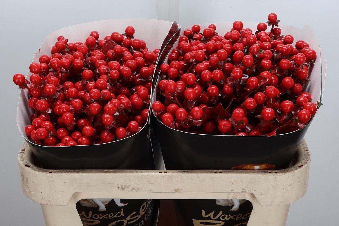 Срезанные цветы оптом Hypericum wax red от 50шт из Голландии с доставкой по России