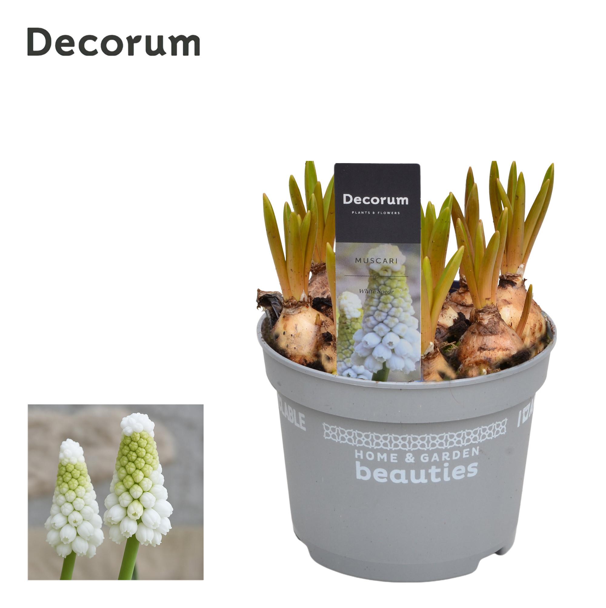 Горшечные цветы и растения оптом Muscari White Spear (decorum) от 10шт из Голландии с доставкой по России Горшечные цветы и растения оптом Muscari White Spear (decorum) от 10шт из Голландии с доставкой по России