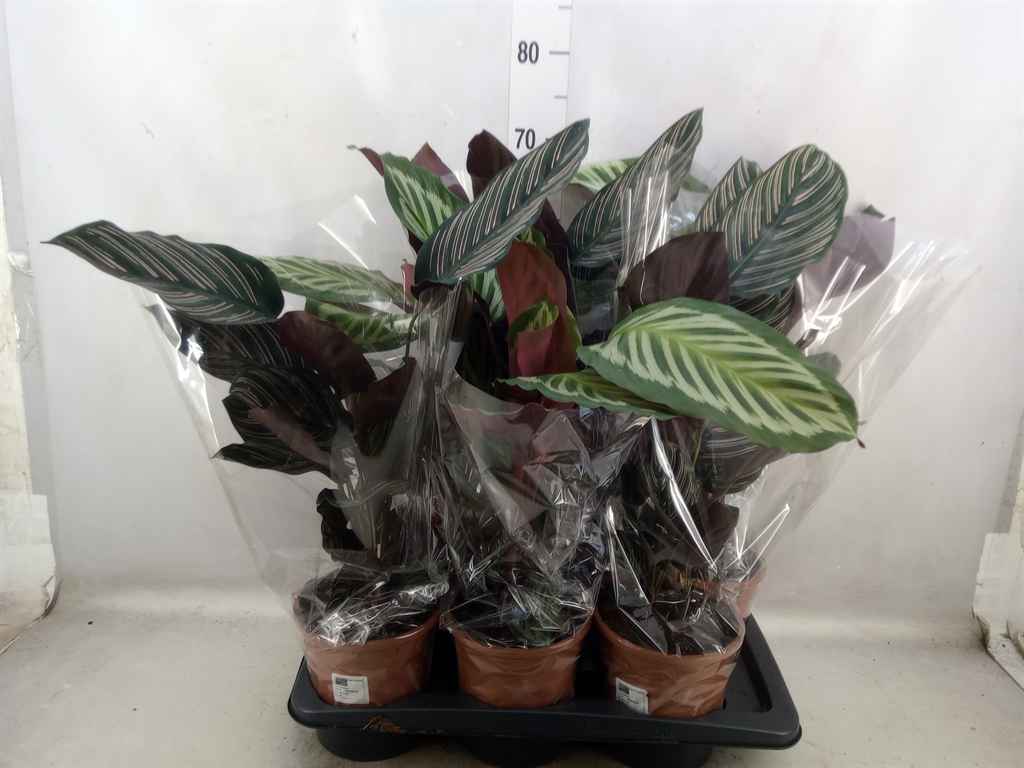 Горшечные цветы и растения оптом Calathea   ...mix 2 от 6шт из Голландии с доставкой по России