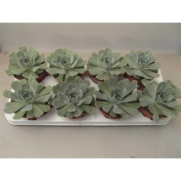 Горшечные цветы и растения оптом Echeveria Minima от 12шт из Голландии с доставкой по России