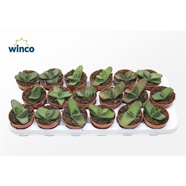 Горшечные цветы и растения оптом Gasteria Batesiana от 18шт (для телеги) из Голландии с доставкой по России