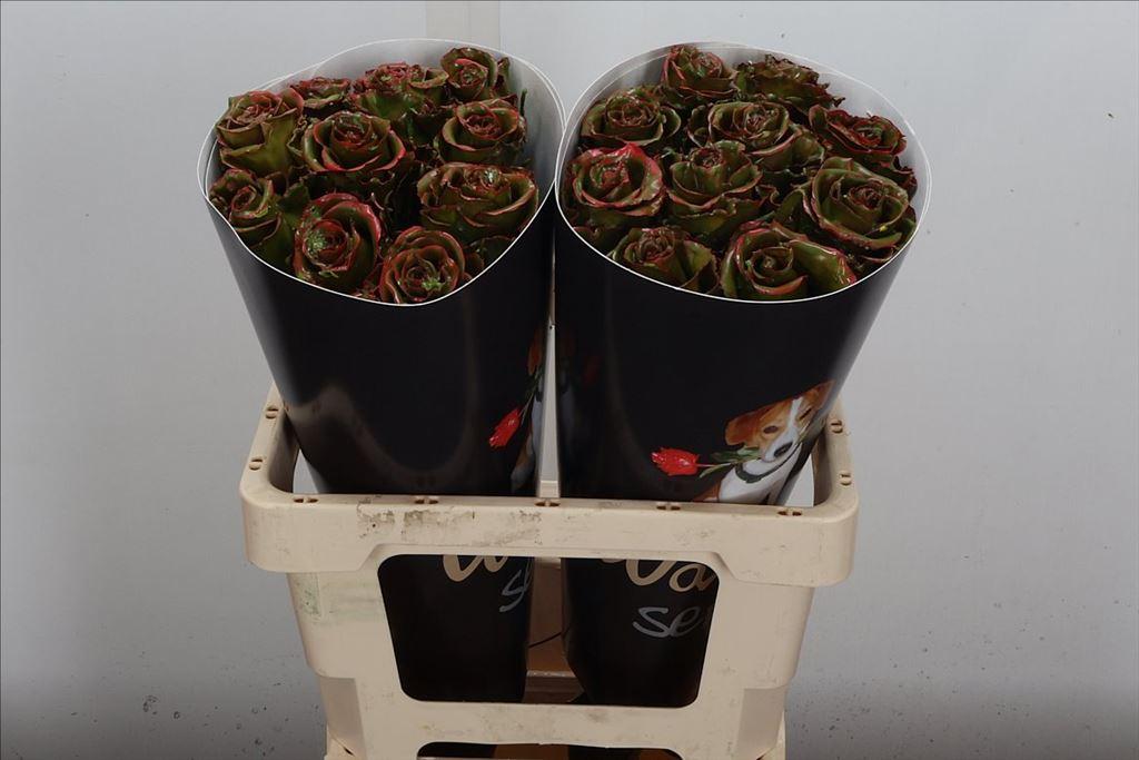 Срезанные цветы оптом Rosa large classic olive от 20шт из Голландии с доставкой по России