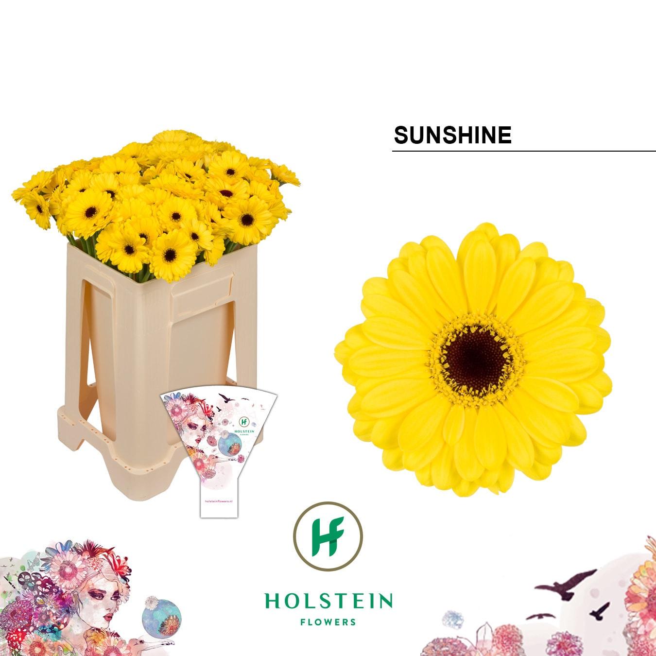 Срезанные цветы оптом Germini sunshine от 80шт из Голландии с доставкой по России