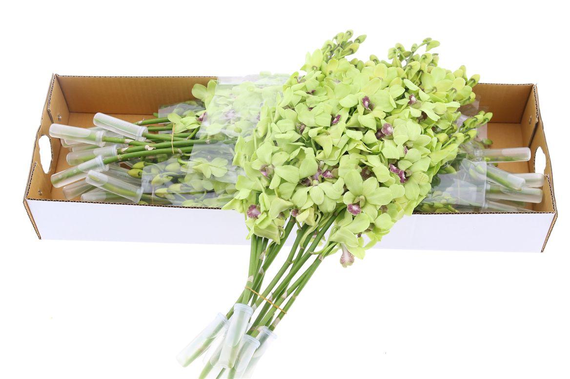 Срезанные цветы оптом Dendrobium green от 40шт из Голландии с доставкой по России