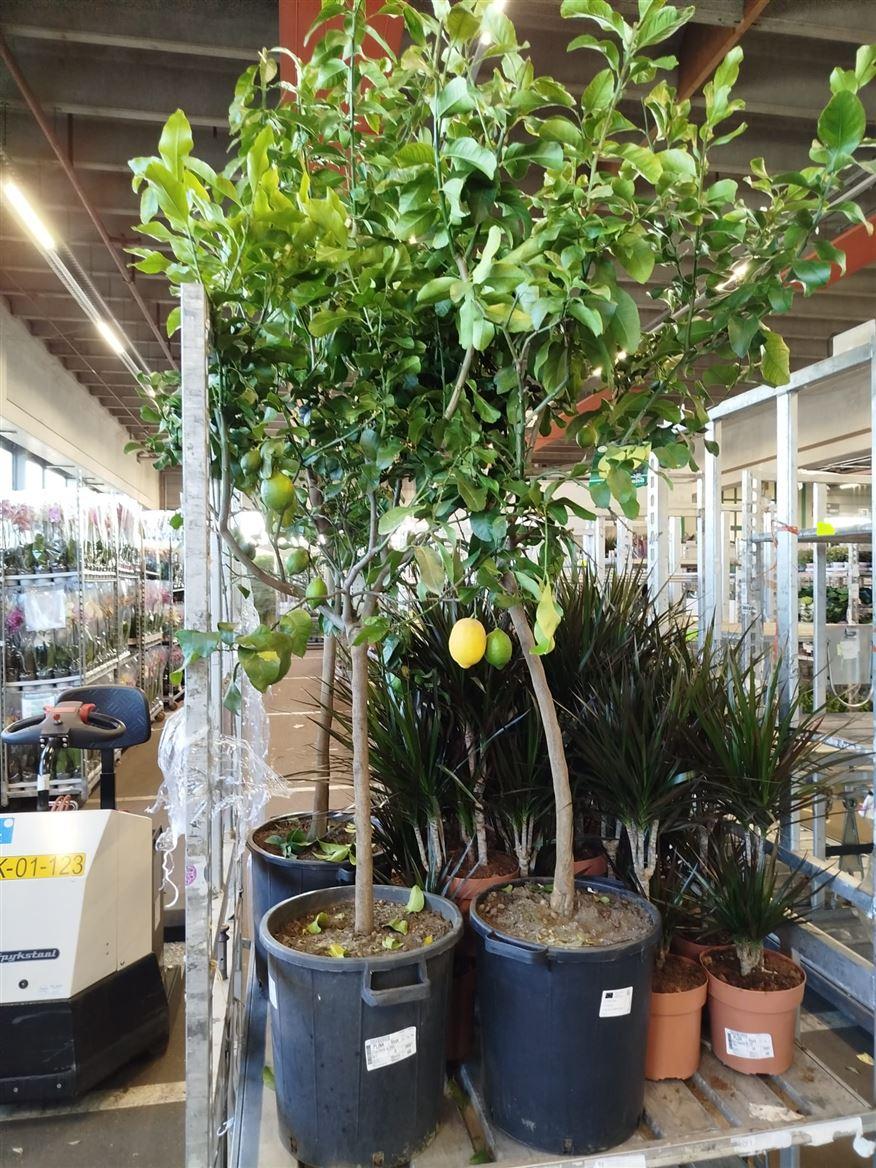 Горшечные цветы и растения оптом Citrus Lemon On Stem от 1шт (для телеги) из Голландии с доставкой по России