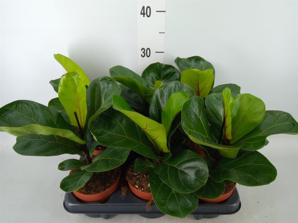 Горшечные цветы и растения оптом Ficus Lyrata Bambino от 6шт из Голландии с доставкой по России