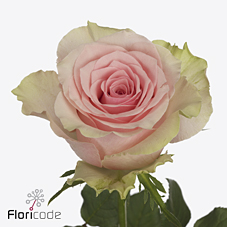 Срезанные цветы оптом Rosa large tango от 40шт. из Голландии с доставкой по России