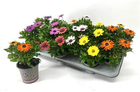 Горшечные цветы и растения оптом Osteospermum Margarita Mixtray 10.5 от 12шт из Голландии с доставкой по России