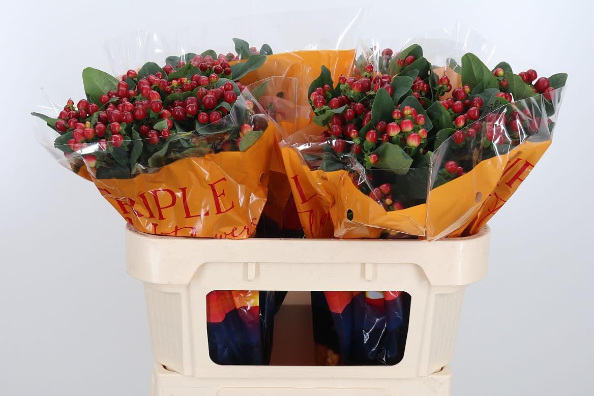 Срезанные цветы оптом Hypericum mag lightning от 100шт из Голландии с доставкой по России