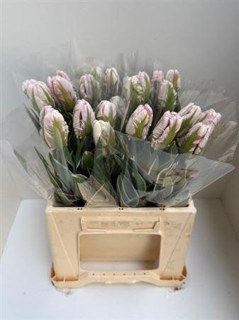 Срезанные цветы оптом Tulipa pa silver parrot design от 25шт из Голландии с доставкой по России