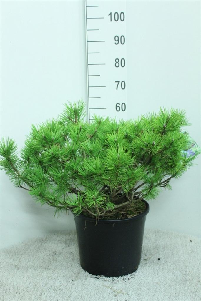 Горшечные цветы и растения оптом Pinus Densiflora jane Kluis от 1шт из Голландии с доставкой по России