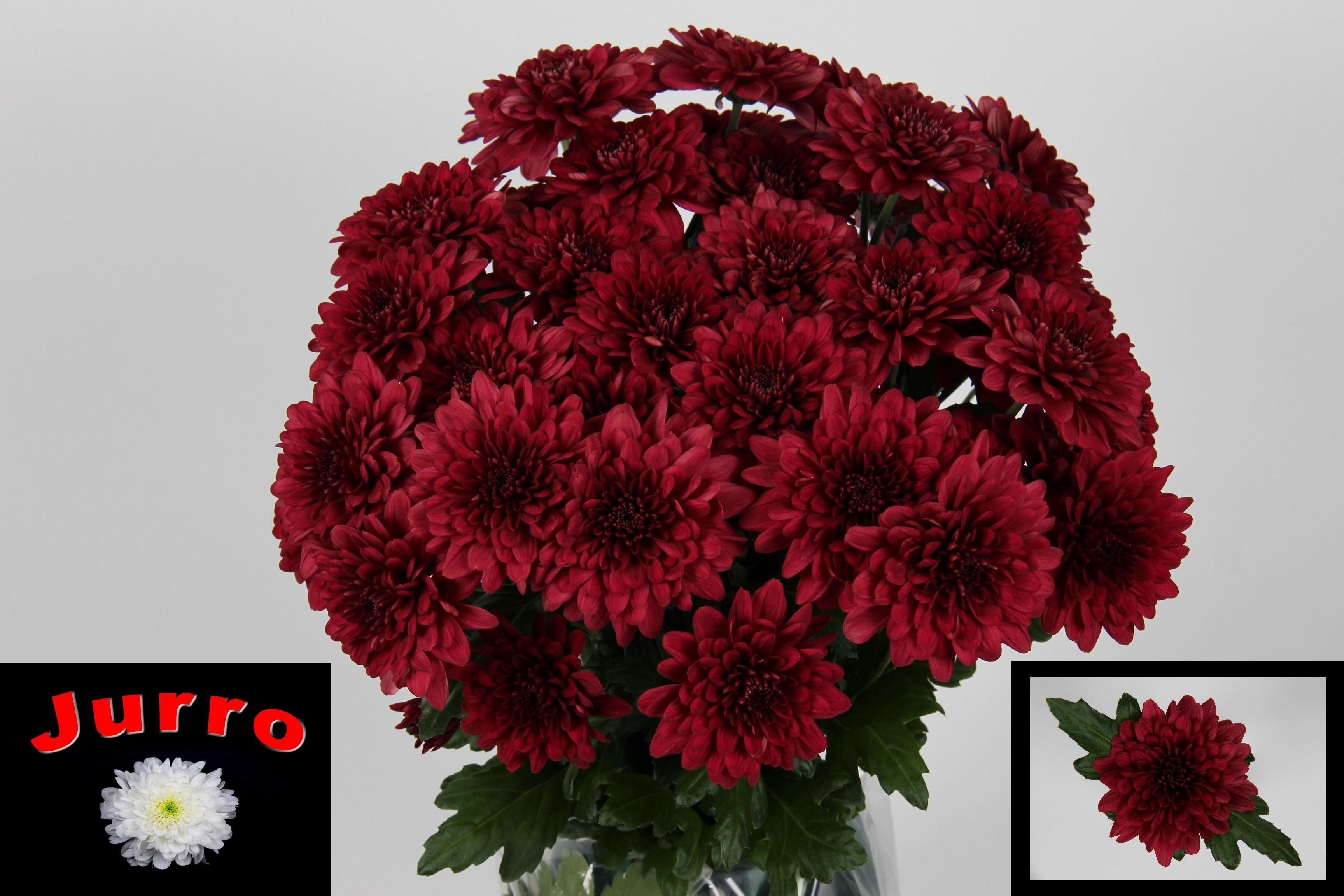 Срезанные цветы оптом Chrys sp lamira red от 80шт из Голландии с доставкой по России