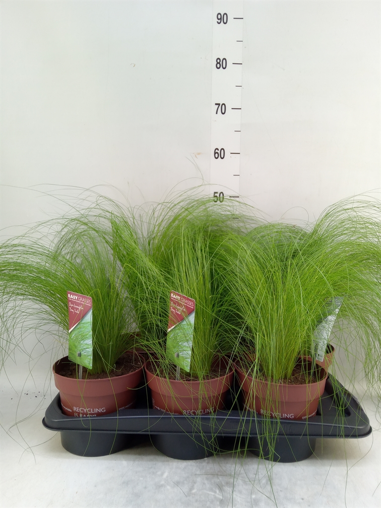 Горшечные цветы и растения оптом Stipa Tenuifolia от 6шт из Голландии с доставкой по России