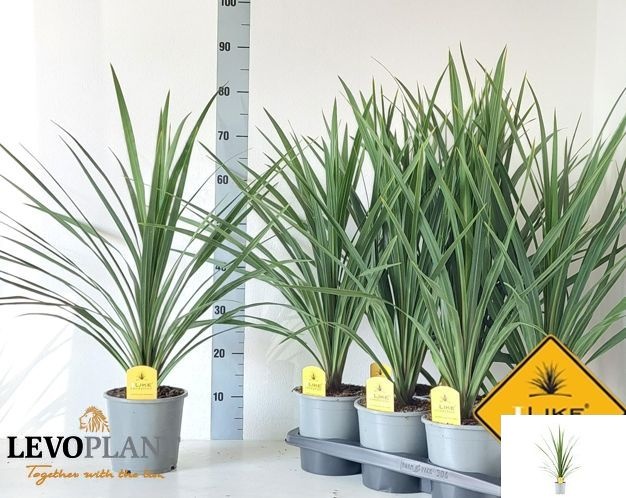 Горшечные цветы и растения оптом Cord In Peko от 6шт из Голландии с доставкой по России