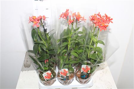 Горшечные цветы и растения оптом Epid Ov от 6шт (для телеги) из Голландии с доставкой по России