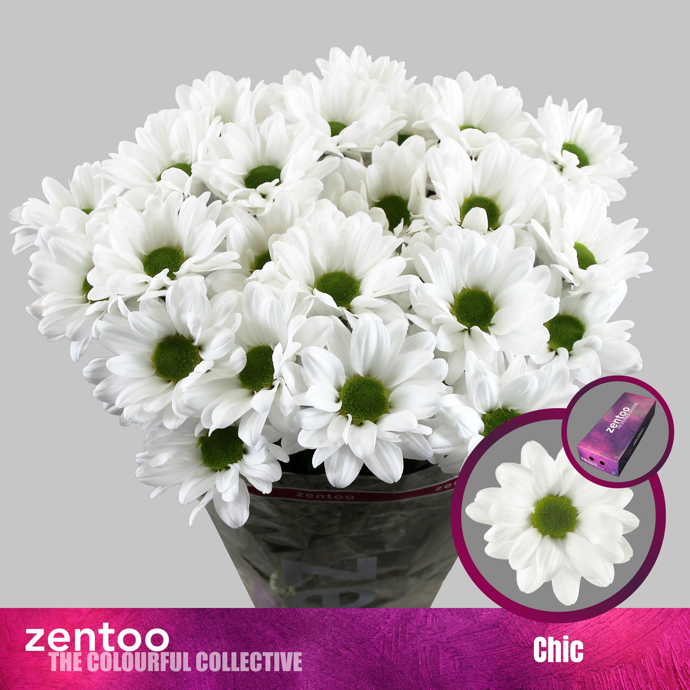 Срезанные цветы оптом Chrys sp chic от 160шт из Голландии с доставкой по России