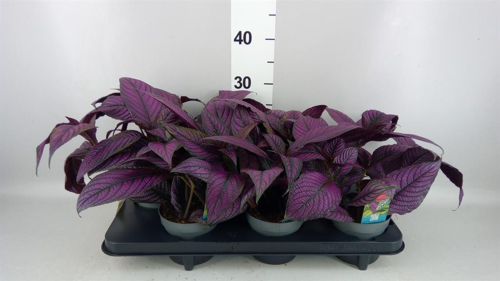 Горшечные цветы и растения оптом Strobilanthes Dyeriana metallica от 6шт из Голландии с доставкой по России