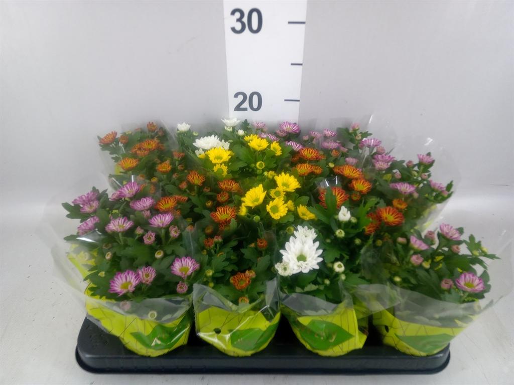 Горшечные цветы и растения оптом Chrysanthemum swifty ...mix от 16шт (для телеги) из Голландии с доставкой по России