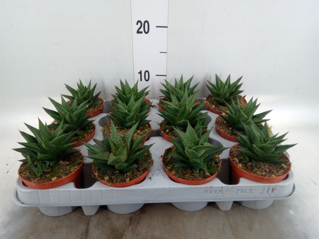 Горшечные цветы и растения оптом Haworthia Limifolia от 12шт (для телеги) из Голландии с доставкой по России