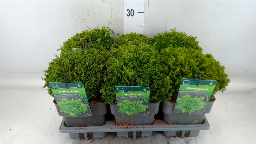 Горшечные цветы и растения оптом Chamaecyparis Pis.   ... от 6шт из Голландии с доставкой по России