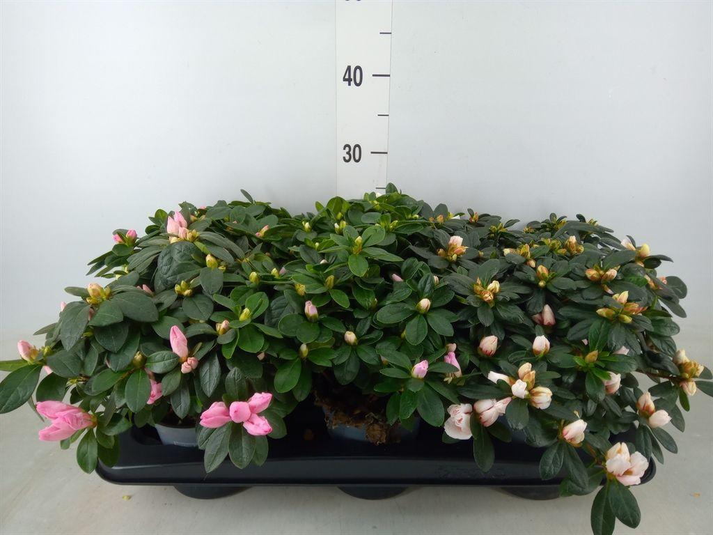 Горшечные цветы и растения оптом Rhododendron Sim.   ... от 6шт из Голландии с доставкой по России