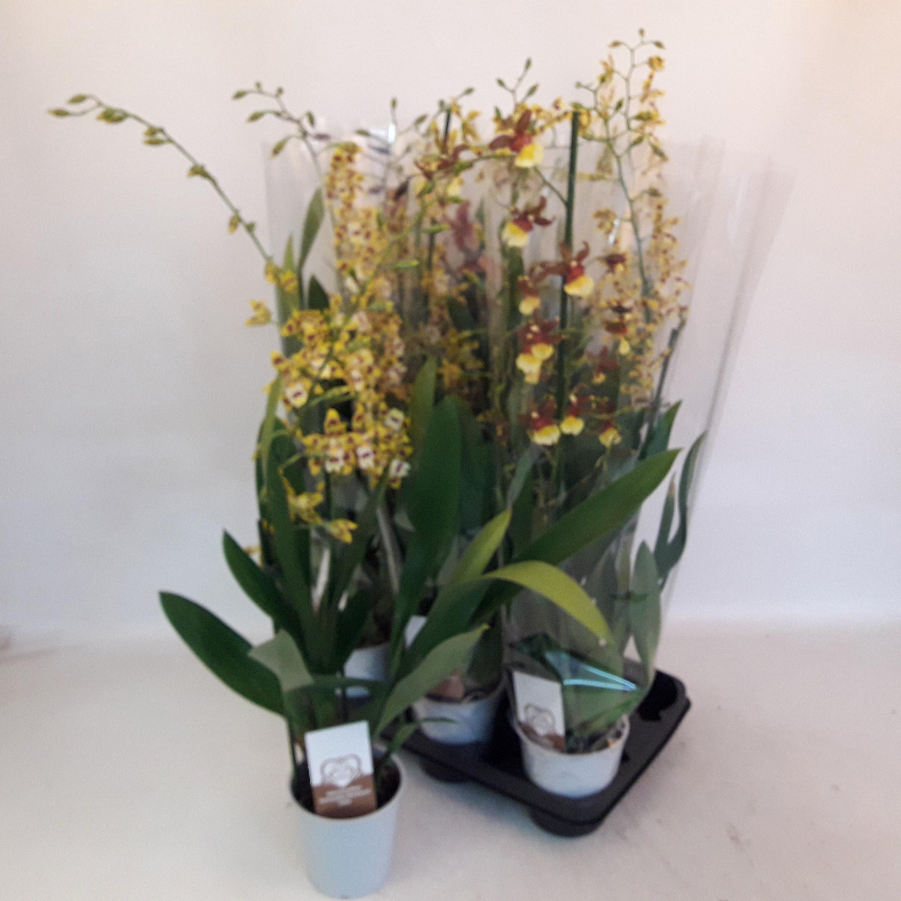 Горшечные цветы и растения оптом Vuylst Plush от 8шт из Голландии с доставкой по России Горшечные цветы и растения оптом Vuylst Plush от 8шт из Голландии с доставкой по России