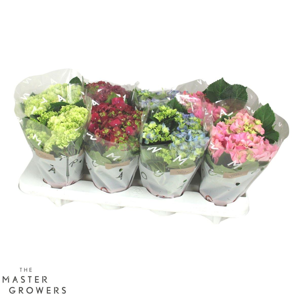 Горшечные цветы и растения оптом Hydrangea Ma Mix 3+ от 8шт из Голландии с доставкой по России