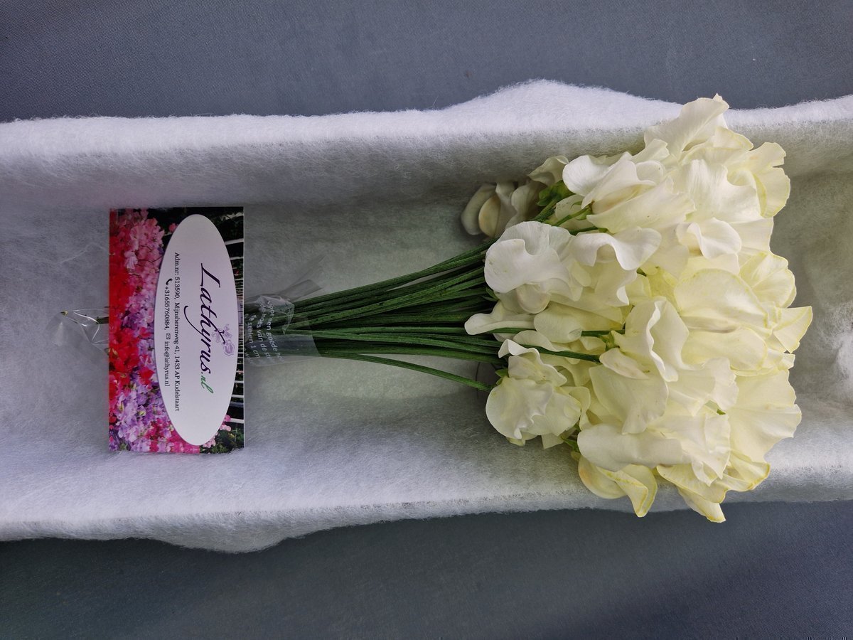 Срезанные цветы оптом Lathyrus paint cream magic от 50шт. из Голландии с доставкой по России