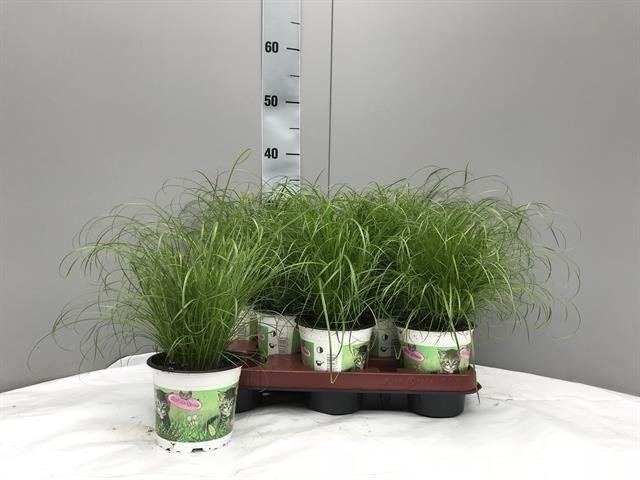 Горшечные цветы и растения оптом Cyper Alt Zumula от 8шт из Голландии с доставкой по России