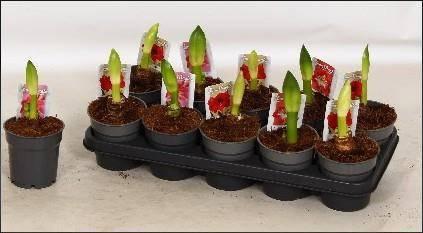 Горшечные цветы и растения оптом Hipp Gem 3 Srt от 10шт из Голландии с доставкой по России