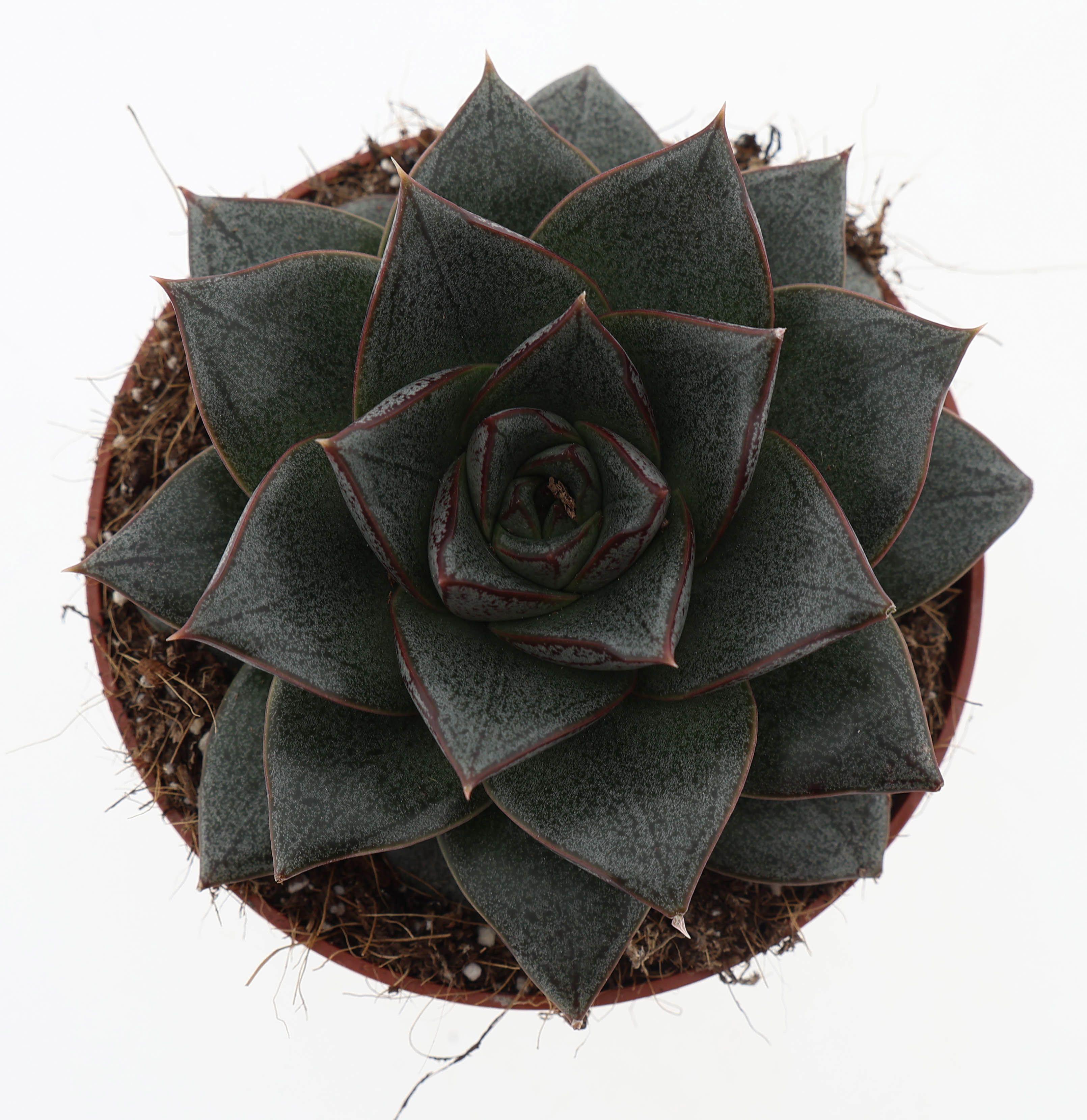Горшечные цветы и растения оптом Echeveria Purpusorum от 8шт из Голландии с доставкой по России