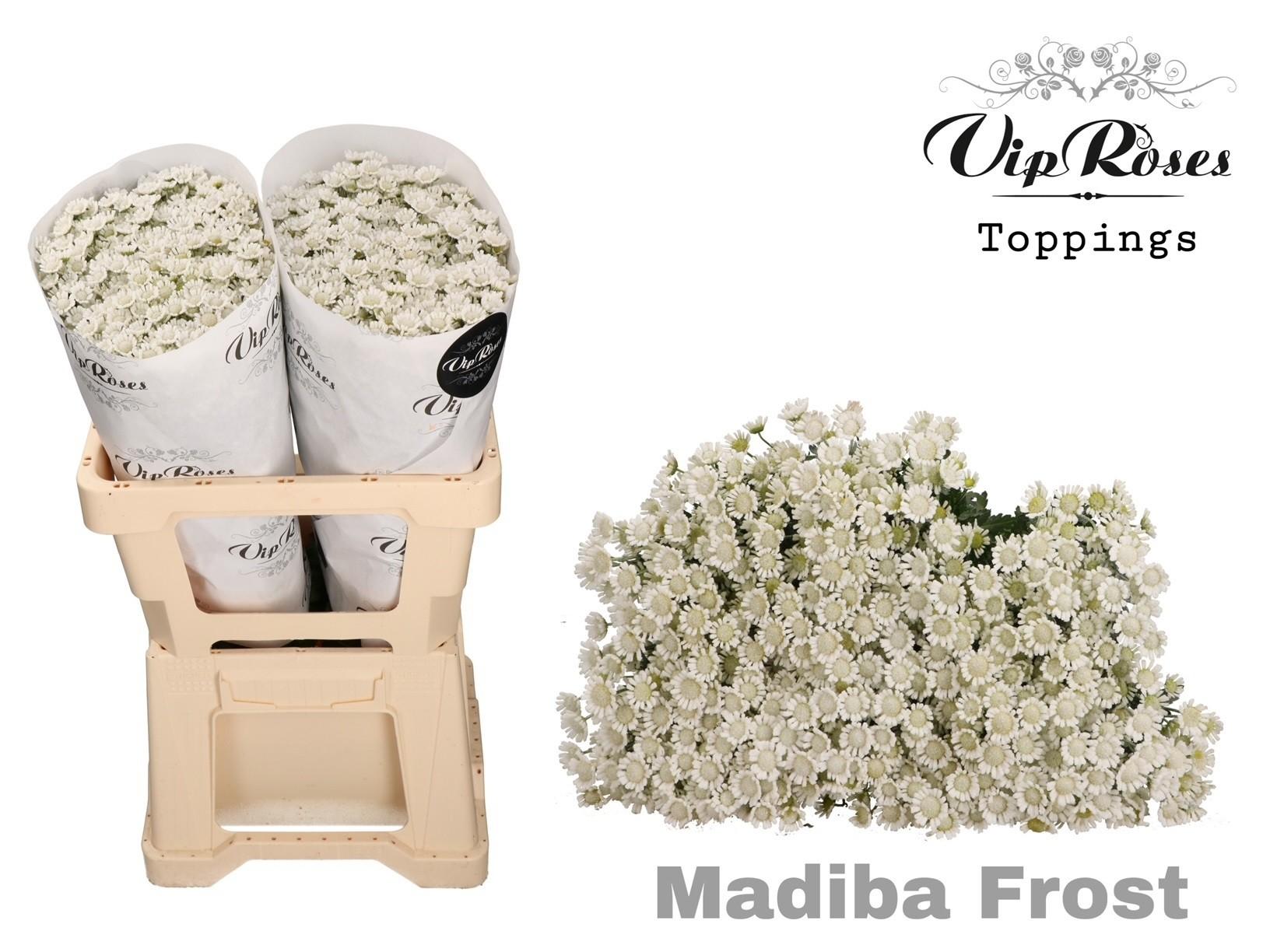 Срезанные цветы оптом Chrys sa paint madiba frosted от 50шт из Голландии с доставкой по России