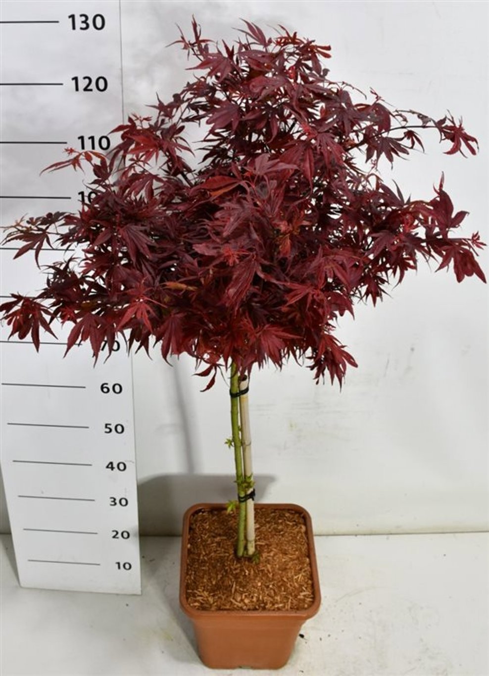 Горшечные цветы и растения оптом Acer Palm Shaina On Stem от 1шт из Голландии с доставкой по России