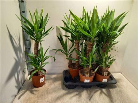 Горшечные цветы и растения оптом Yucca 45-20 Cm от 6шт из Голландии с доставкой по России