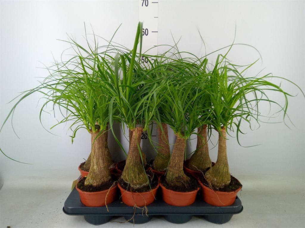 Горшечные цветы и растения оптом Beaucarnea Recurvata от 8шт из Голландии с доставкой по России