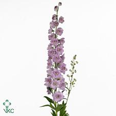 Срезанные цветы оптом Delphinium el du dewi lady от 30шт из Голландии с доставкой по России Срезанные цветы оптом Delphinium el du dewi lady от 30шт из Голландии с доставкой по России