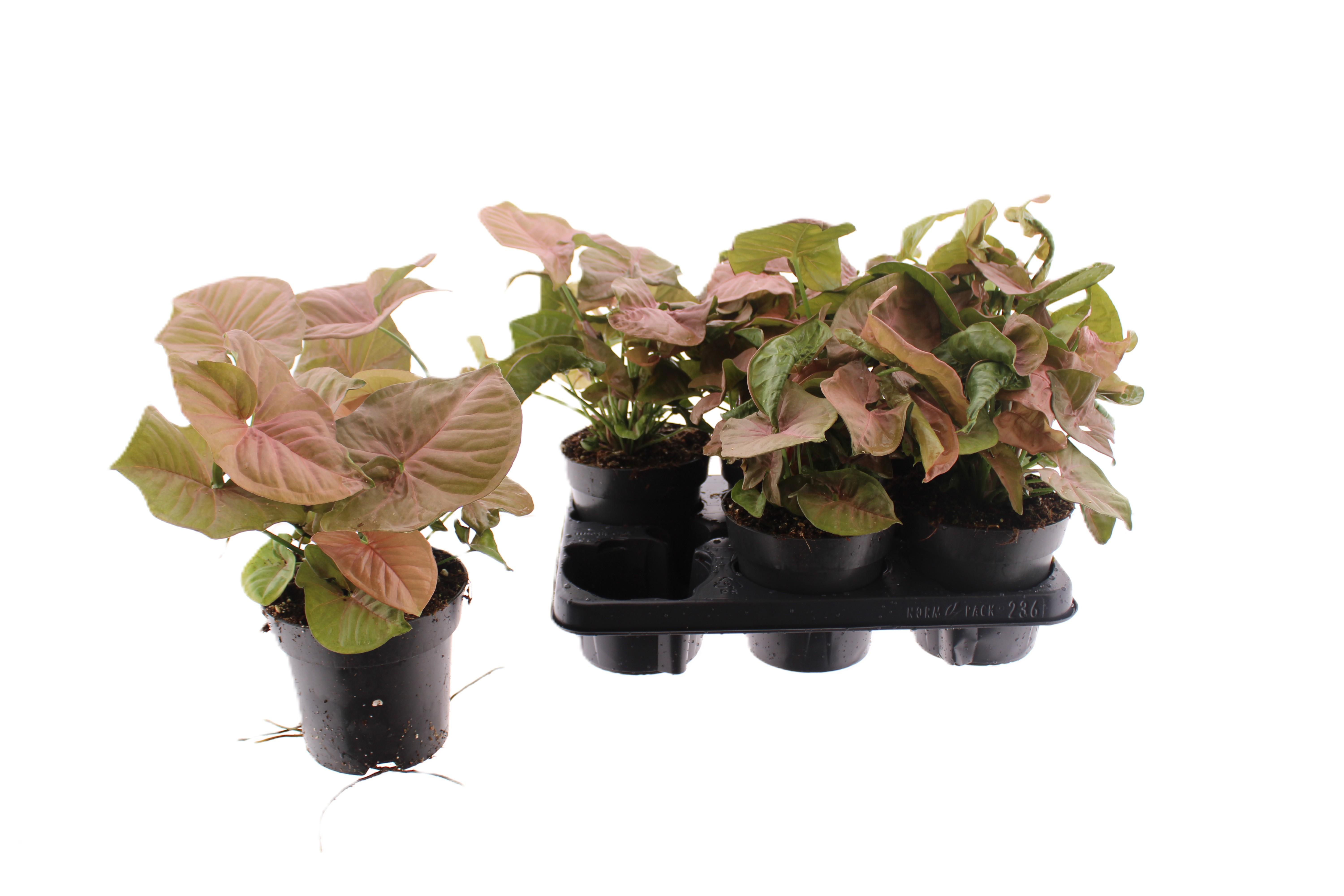 Горшечные цветы и растения оптом Syng Red Heart от 6шт из Голландии с доставкой по России