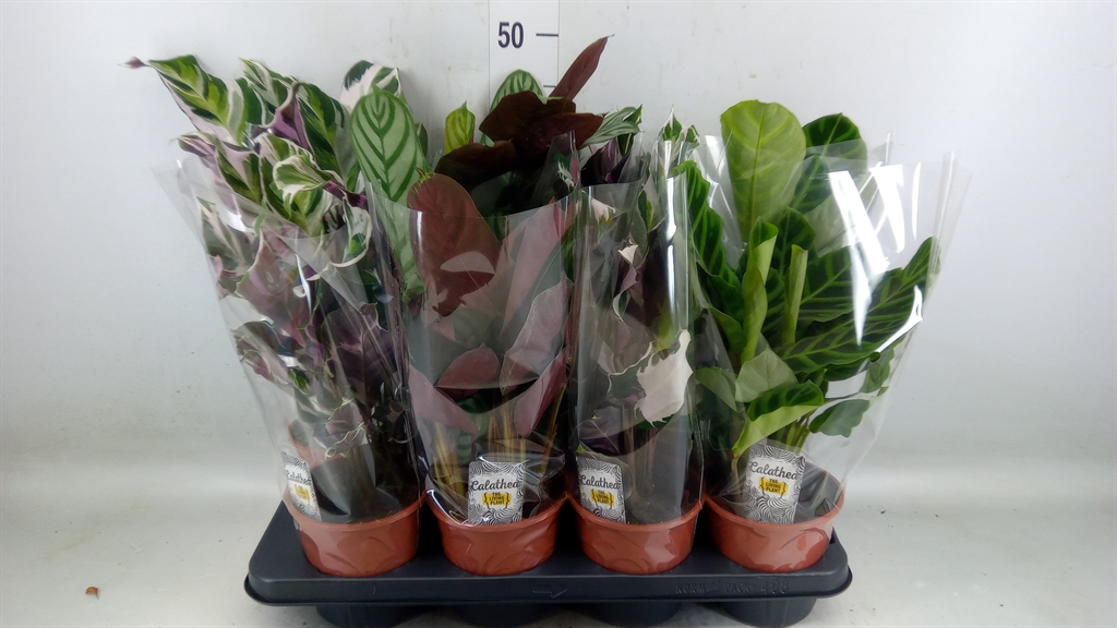 Горшечные цветы и растения оптом Calathea   ...mix 3 от 8шт из Голландии с доставкой по России