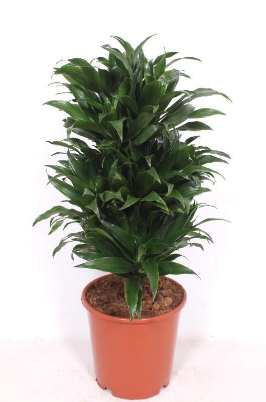 Горшечные цветы и растения оптом Dracaena Compacta P24 от 1шт из Голландии с доставкой по России
